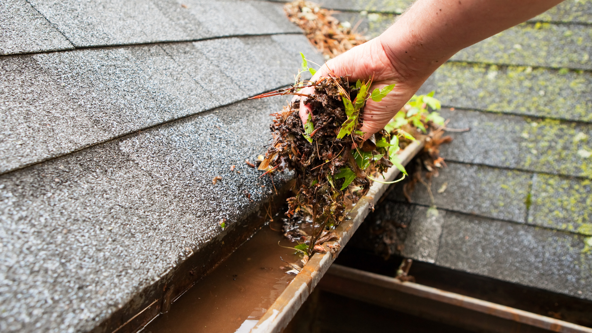 Featured image for “Clogged Gutters? Signs It’s Time to Call NOVA Exterior Cleaning”